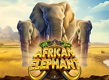 African Elephant
