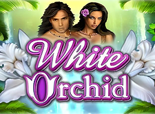 White Orchid